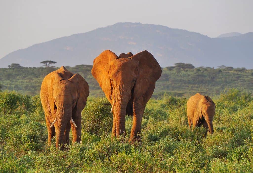 Samburu Cultural Safari